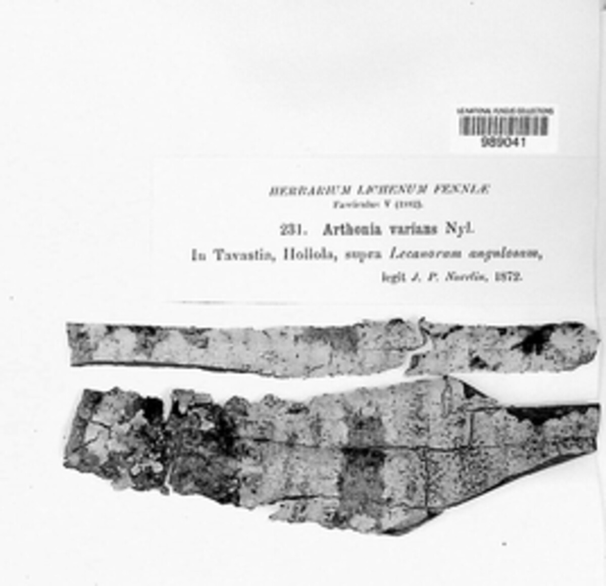 Arthonia varians image